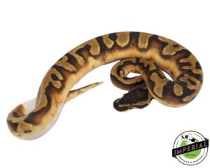 Reptiles for sale