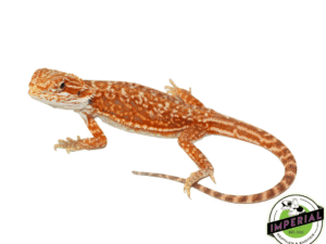 RED LEATHER DUNNER BEARDED DRAGON FEMALE