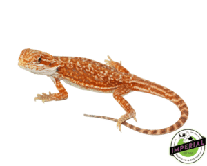 RED LEATHER DUNNER BEARDED DRAGON FEMALE
