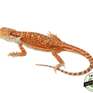 RED LEATHER DUNNER BEARDED DRAGON FEMALE