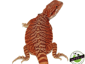 SUPER FLAME" RED LEATHERBACK BEARDED DRAGON MALE