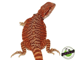 SUPER FLAME" RED LEATHERBACK BEARDED DRAGON MALE