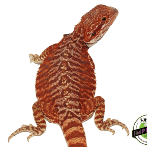 SUPER FLAME" RED LEATHERBACK BEARDED DRAGON MALE