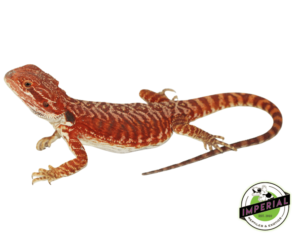 captive - bearded dragons available for purchase at imperial reptiles shop