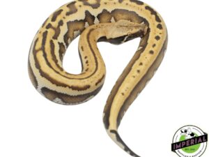 GOLDEN EYE HET T-BLOOD PYTHON - Captive Bred