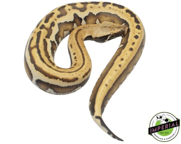 GOLDEN EYE HET T-BLOOD PYTHON - Captive Bred