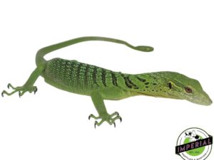 ackie monitor for sale?