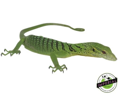 GREEN TREE MONITOR ADULT- ackie monitors for sale