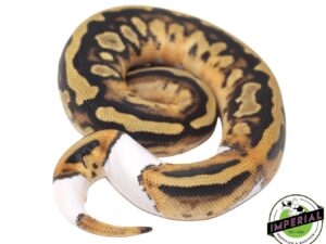 PIED (HIGH-PATTERN) BALL PYTHON