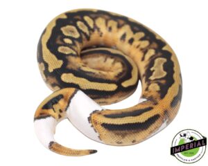 PIED (HIGH-PATTERN) BALL PYTHON