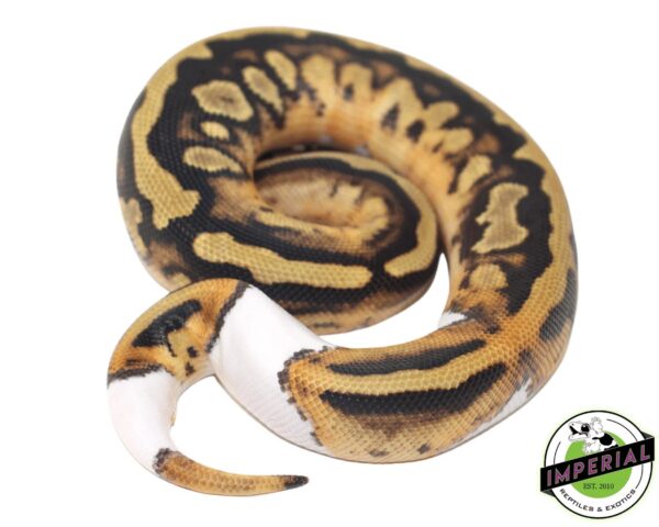 PIED (HIGH-PATTERN) BALL PYTHON