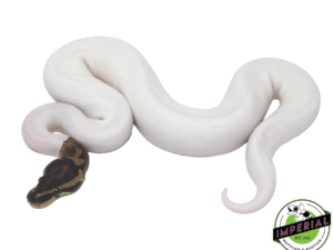 White Pied Ball Python