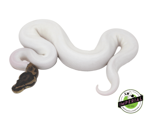 White Pied Ball Python for Sale—Stunning Pattern & Captive-Bred