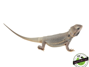 HYPO TRANSLUCENT ZERO BEARDED DRAGON SUB-ADULT MALE
