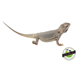 HYPO TRANSLUCENT ZERO BEARDED DRAGON SUB-ADULT MALE