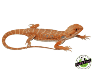 LEATHERBACK PUMPKIN HYPO BEARDED DRAGON FEMALE