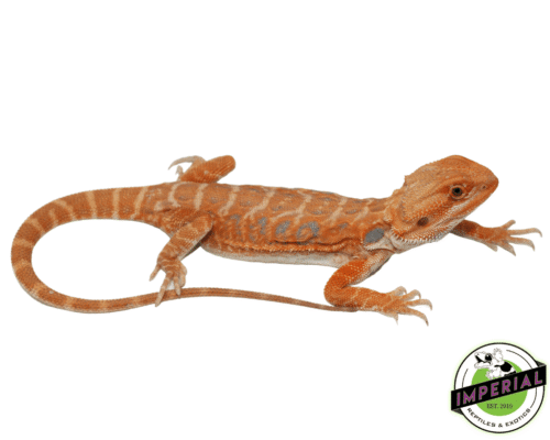 Leatherback Pumpkin Hypo Bearded Dragon Female