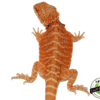ORANGE LEATHERBACK HYPO BEARDED DRAGON MALE