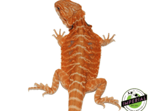 ORANGE LEATHERBACK HYPO BEARDED DRAGON MALE
