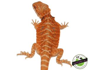 ORANGE LEATHERBACK HYPO BEARDED DRAGON MALE