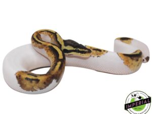 PASTEL PIEBALD - Captive Bred