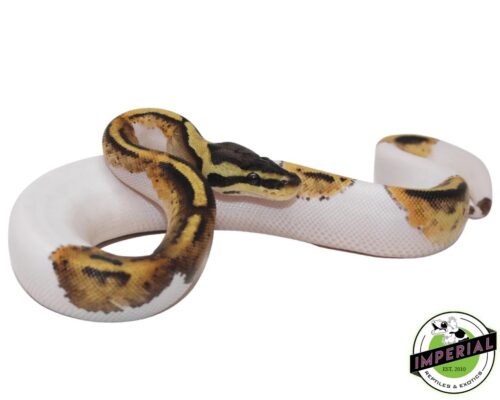 PASTEL PIEBALD - Captive Bred
