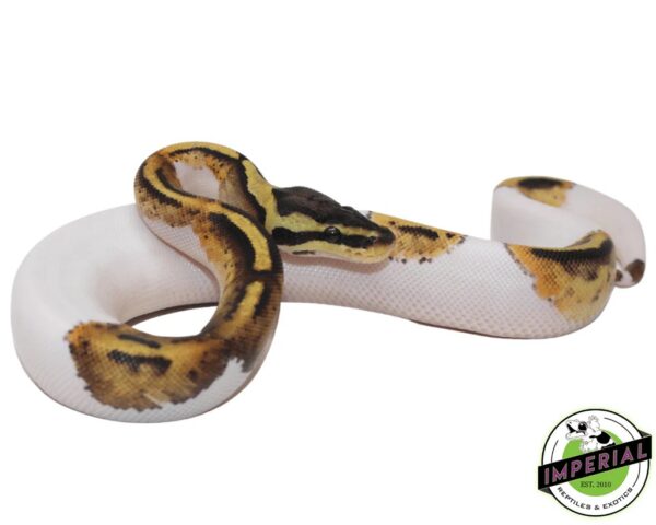 PASTEL PIEBALD - Captive Bred