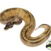 PASTEL YELLOWBELLY PIED BALL PYTHON