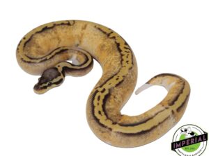 PASTEL YELLOWBELLY PIED BALL PYTHON
