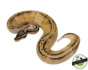 PASTEL YELLOWBELLY PIED BALL PYTHON