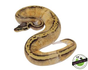 exotic pets for sale