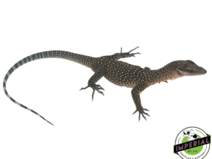 PEACH THROAT MONITOR BABY—imperial reptileshop