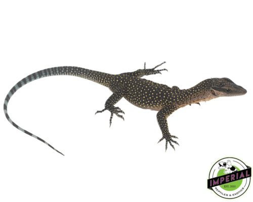 PEACH THROAT MONITOR BABY—imperial reptileshop