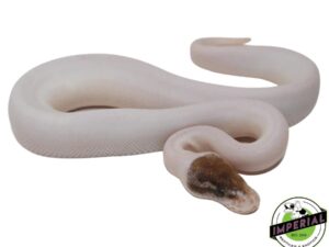 PINTO PIED (RUSSO PIEBALD)