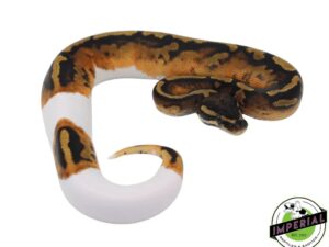 PUMPKIN PIED BALL PYTHON