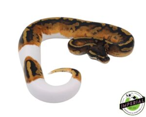 Premium Ball Pythons for Sale – Baby Ball Python & Rare Morphs | Imperial Reptiles shop & Exotics