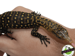 QUINCE MONITOR BABY- imperialreptileshop
