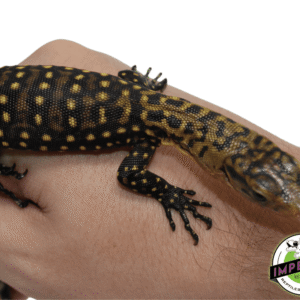 QUINCE MONITOR BABY
