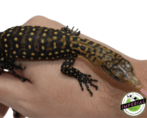 QUINCE MONITOR BABY- imperialreptileshop