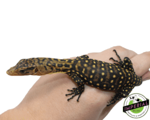 Monitor Lizards for Sale – Healthy Ackie Monitors & Red Ackie Monitor Lizard | Imperial Reptiles shop & Exotics"