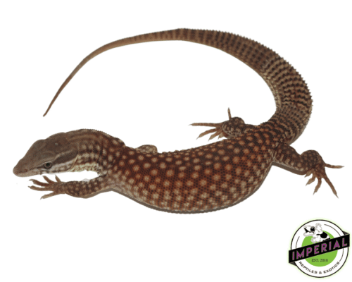 RED ACKIE MONITOR BABY—Imperial Reptile Shop