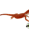 "BLOODSHOT" EXTREME RED HYPO BEARDED DRAGON MALE