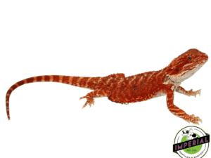 "BLOODSHOT" EXTREME RED HYPO BEARDED DRAGON MALE