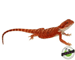 "BLOODSHOT" EXTREME RED HYPO BEARDED DRAGON MALE