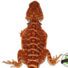 "FREDDY KRUEGER" EXTREME RED BEARDED DRAGON MALE