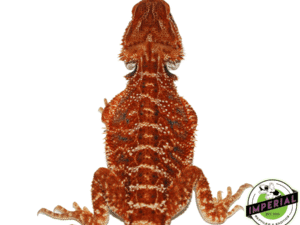 "FREDDY KRUEGER" EXTREME RED BEARDED DRAGON MALE