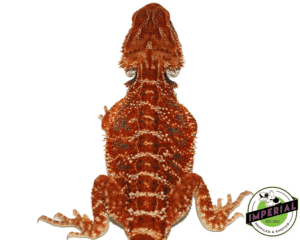 "FREDDY KRUEGER" EXTREME RED BEARDED DRAGON MALE
