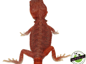 REDRUM" EXTREME RED HYPO TRANSLUCENT BEARDED DRAGON BABY