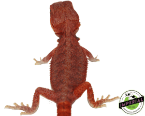 REDRUM" EXTREME RED HYPO TRANSLUCENT BEARDED DRAGON BABY