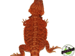 "SCARLET WITCH" RED TRANSLUCENT BEARDED DRAGON FEMALE